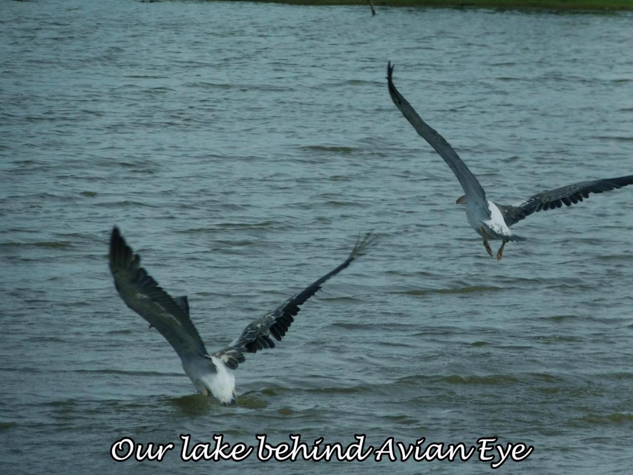Апартаменты Yala Avian Eye Safari Buttala Экстерьер фото